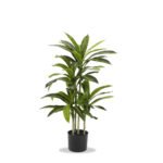 Fantin - Set 2 Piante Tropicale con Vaso