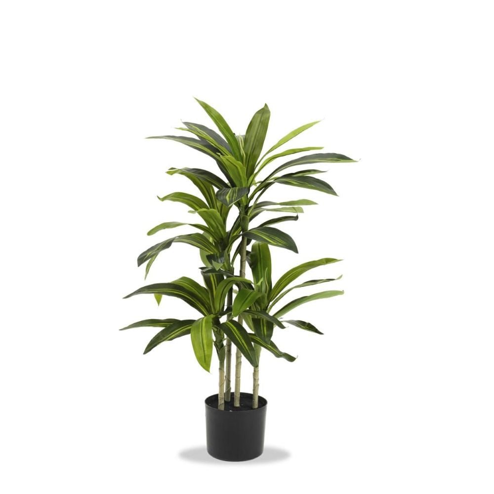 Fantin - Set 2 Piante Tropicale con Vaso